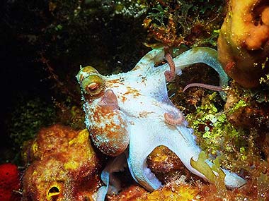 This young octopus was flashing its legs and body white as it was hunting on the reef. In my experience with octopus in the wild, I've seen them flash white when being aggressively defensive or when actively hunting.