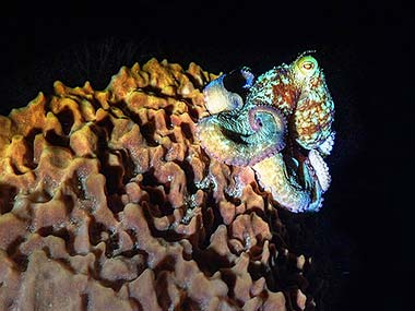 This large octopus perches on the side of a large barrel sponge to get a better look at us before resuming its hunt.