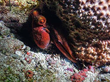 This octopus had been spooked by some of the other divers, but didn't mind me, as I probbaly breathe a lot less quietly on my scuba regulator, and I don't shine my lights right in their eyes. My subjects are not quite as lit up as well, but they are certainly more cooperative and curious.