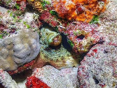 Octopus have unique prism shaped lens in their unique looking eyes that allows them to perceive colors in an entirely different way than we do with the rods and cones in our retinas. They can detect extremely small changes in polarized light, so they can see if something moves from a long distance.