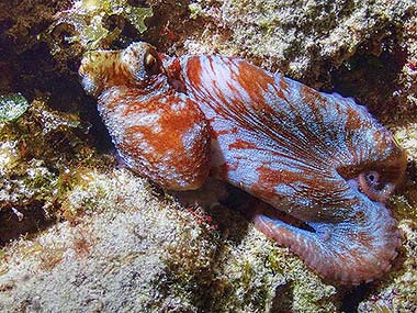 This juvenile Caribbean reef octopus was really stretching into this coral, reaching deep for a potential dinner. The hundreds of little suckers on their arms can taste and smell, as well as become strong pinchers that can hold on very tightly to open those tough clam shells.